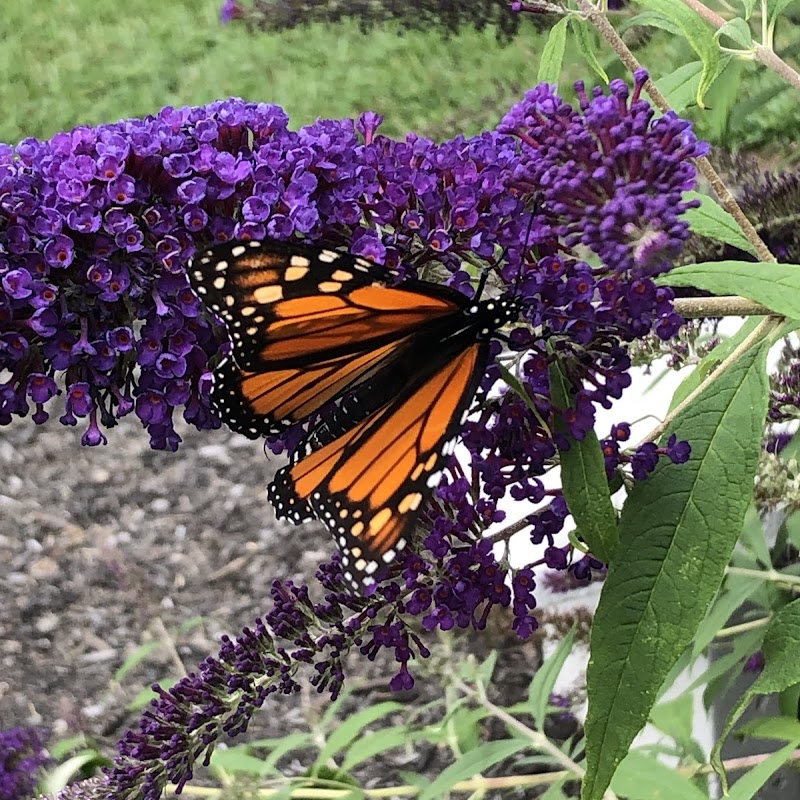 Monarch Butterfly Garden