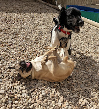 Austin Dogtown Boarding & Daycare - Photo 9 - Car repair in Austin, TX, Austin