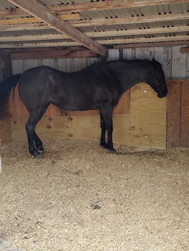 Wildlife Rescue Service «In-Sync Exotics», reviews and photos, 3430 Skyview Dr, Wylie, TX 75098, USA