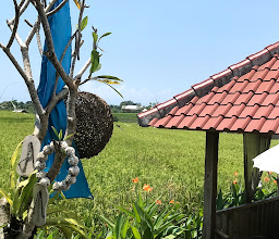 Warung Temuku Canggu photo