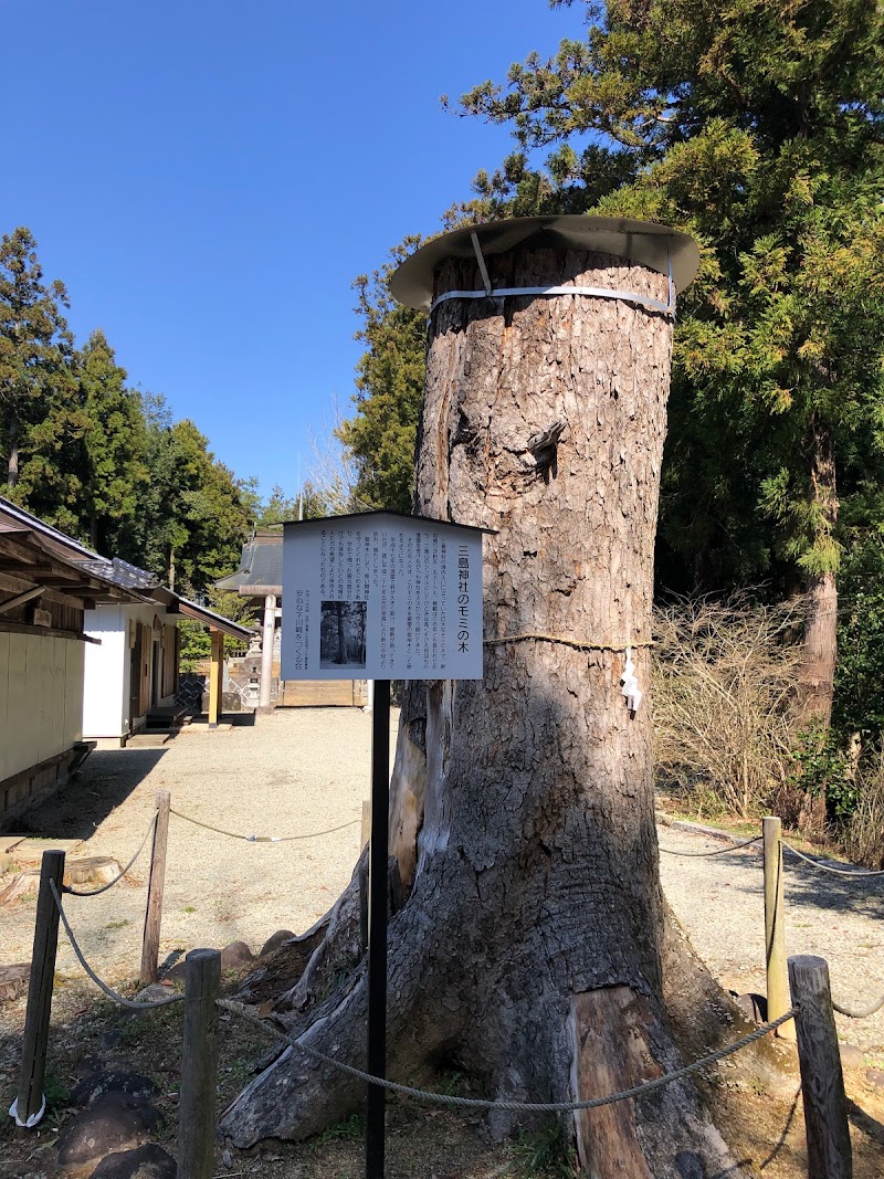 三島神社モミの木