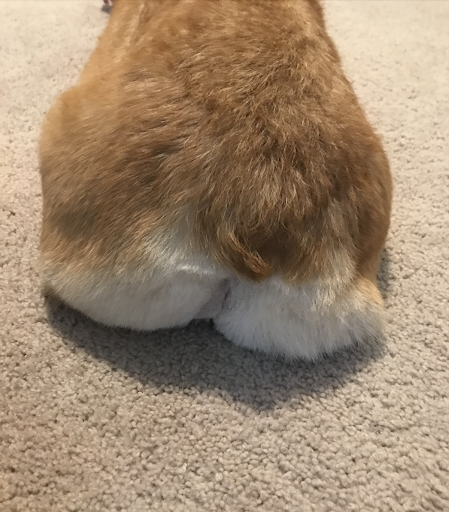 Pet Supply Store «Petco Animal Supplies», reviews and photos, 4491 Kirkwood Hwy, Wilmington, DE 19808, USA