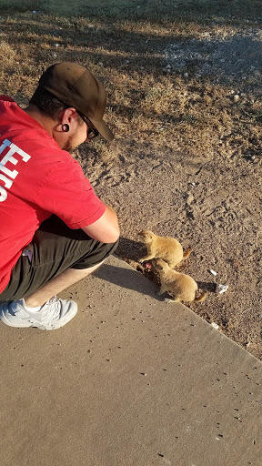 Wildlife Park «Prairie Dog Town», reviews and photos, MacKenzie Park Rd, Lubbock, TX 79401, USA