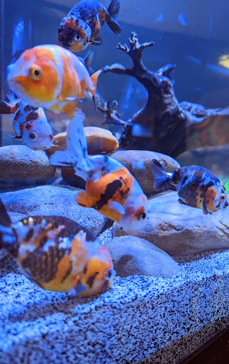 Tropical Fish Store «Nemo Aquarium», reviews and photos, 1560 Indian Trail Rd #106, Norcross, GA 30093, USA