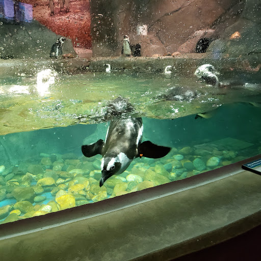 Amusement Center «OdySea in the Desert», reviews and photos, 9500 East Vía de Ventura, Scottsdale, AZ 85256, USA