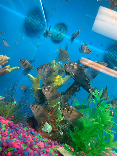 Pet Supply Store «PetSmart», reviews and photos, 2389 Taylor Park Dr, Reynoldsburg, OH 43068, USA