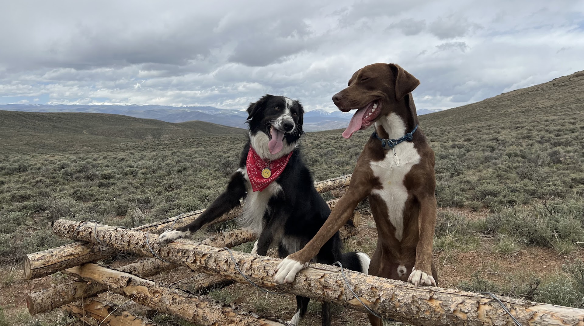 Ponderosa Pups -Adventures & Pet Sitting