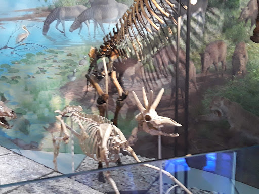 Gift Shop «Smithsonian Museum of Natural History Gift Shops», reviews and photos, 10th St NW & Constitution Avenue Northwest, Washington, DC 20004, USA