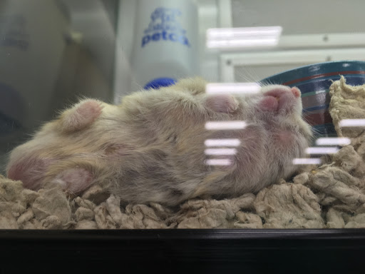 Petco Animal Supplies, 760 Queen St, Southington, CT 06489, USA, 