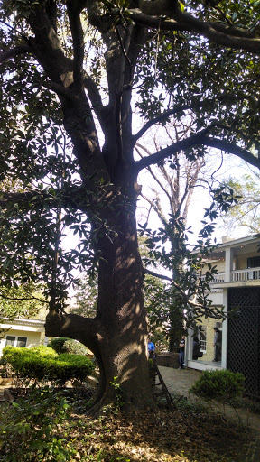 Tourist Attraction «McRaven Tour Home», reviews and photos, 1445 Harrison St, Vicksburg, MS 39180, USA