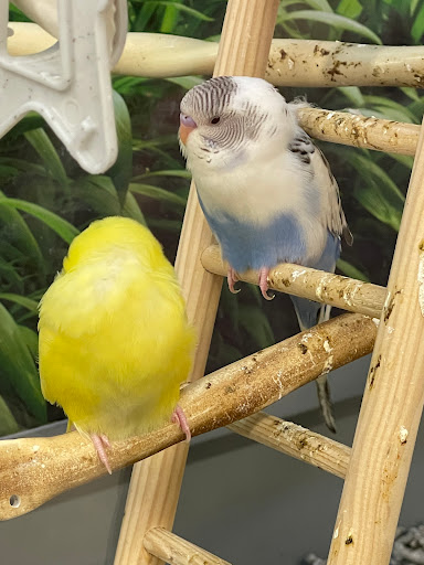 Pet Supply Store «Petco Animal Supplies», reviews and photos, 5994 Montana Ave, El Paso, TX 79925, USA