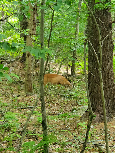 State Park «Borderland State Park», reviews and photos, 259 Massapoag Ave, North Easton, MA 02356, USA
