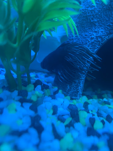 Pet Supply Store «Pet Valu», reviews and photos, 160 Summit Ave, Circleville, OH 43113, USA