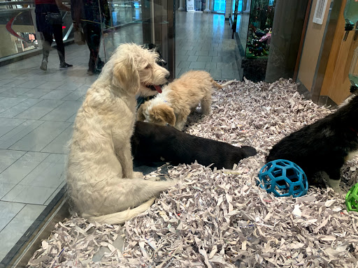 Pet Store «Puppies N Love», reviews and photos, 7700 W Arrowhead Towne Center, Glendale, AZ 85308, USA