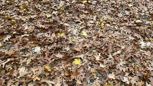 Park «Norumbega Park», reviews and photos, 2285 Commonwealth Avenue, Auburndale, MA 02466, USA