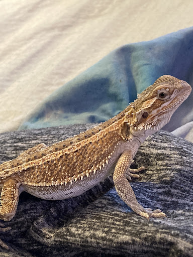 Pet Supply Store «Pet Bazaar», reviews and photos, 490 FL-436, Casselberry, FL 32707, USA