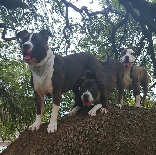 Animal Feed Store «Locke Hill Feed, Pet, & Lawn Supply», reviews and photos, 4927 Golden Quail #105, San Antonio, TX 78240, USA