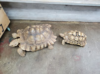 Lou's Pet Shop - Photo 5 - Car repair in Grosse Pointe Woods, MI, Detroit