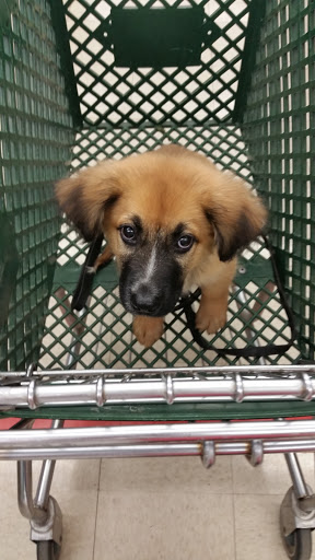 Pet Supply Store «Pet Supplies Plus», reviews and photos, 283 Middle Turnpike W, Manchester, CT 06040, USA