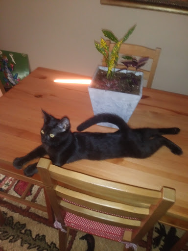 Pet Supply Store «Petco Animal Supplies», reviews and photos, 2000 NE Burnside Rd, Gresham, OR 97030, USA