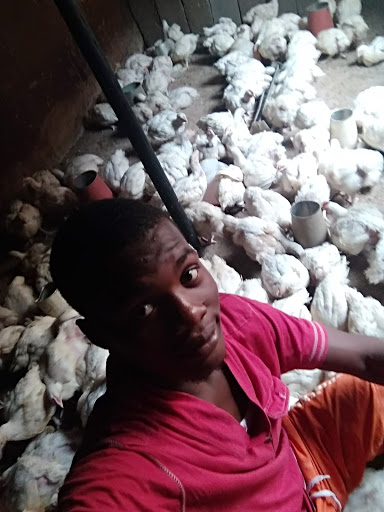 Ogie Poultry Farm & Co., behind ATBU, Sabon Kawra Rd, Bauchi, Nigeria, Furniture Store, state Bauchi