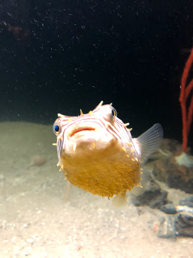 Aquarium «UGA Marine Education Center and Aquarium», reviews and photos, 30 Ocean Science Cir, Savannah, GA 31411, USA