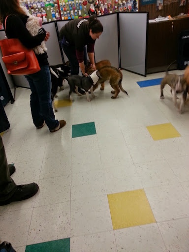 Pet Supply Store «Petco Animal Supplies», reviews and photos, 848 N Colony Rd c, Wallingford, CT 06492, USA