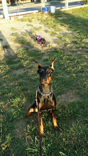 Dog Day Care Center «Animal Resorts», reviews and photos, 1625 Louisville Rd, Frankfort, KY 40601, USA