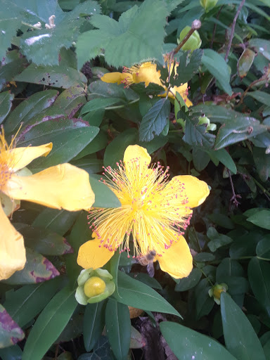 Park «Sewallcrest Park», reviews and photos, SE 31st Ave & Market St, Portland, OR 97214, USA