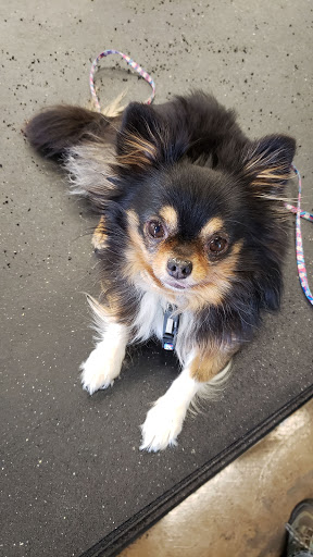 Pet Supply Store «Pet Club Maricopa», reviews and photos, 21145 N John Wayne Pkwy, Maricopa, AZ 85139, USA