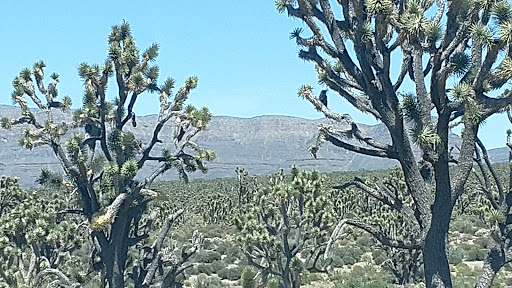 Hotel «Hoover Dam Lodge», reviews and photos