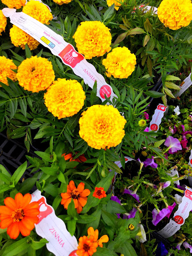 Department Store «Walmart Supercenter», reviews and photos, 333 Main St, Tewksbury, MA 01876, USA