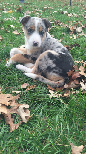 Pet Store «Four Paws and a Tail», reviews and photos, 120 Northtown Dr, Blaine, MN 55434, USA