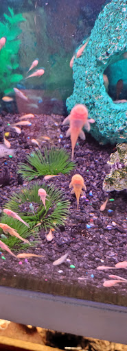 Tropical Fish Store «Trop Aquarium», reviews and photos, 3125 E Tropicana Ave D, Las Vegas, NV 89121, USA