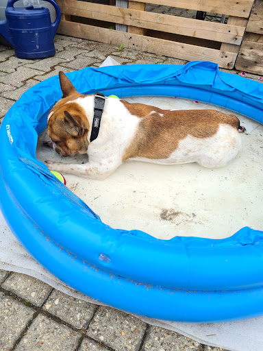 Tierarzt Hubert Schiffer unter Viersen, Nordrhein-Westfalen