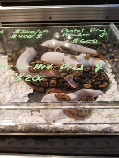 Reptile Store «Cleveland Reptile Show», reviews and photos, 17250 Hummel Rd, Brook Park, OH 44142, USA