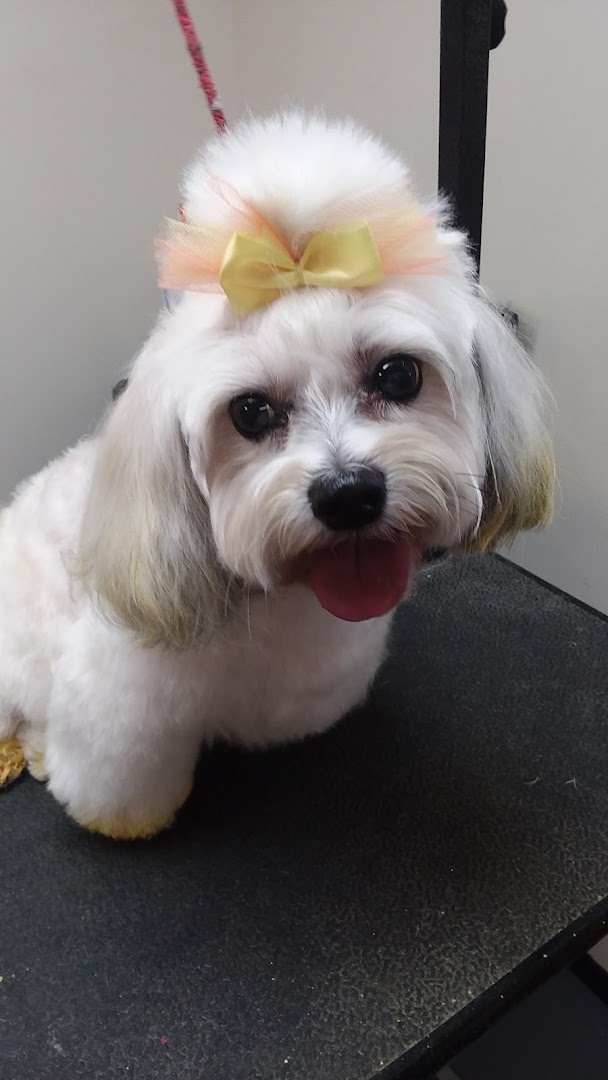 Pampered Pooch Pet Grooming