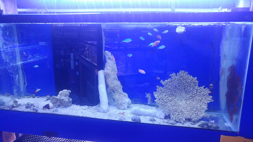 Pet Store «Aquarium & Reef Center», reviews and photos, 231 Del Prado Blvd, Cape Coral, FL 33990, USA