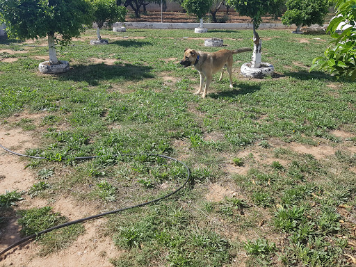 Clínica Veterinaria Oropesa en Oropesa del Mar