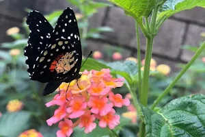 Spirogyra Butterfly Garden image