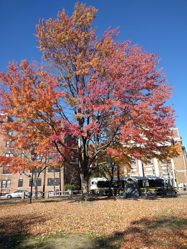 Park «Cambridge Common Park», reviews and photos, Waterhouse St & Massachusetts Ave, Cambridge, MA 02138, USA