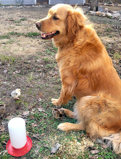 11524 Town Line Rd, Hibbing, MN 55746, USA