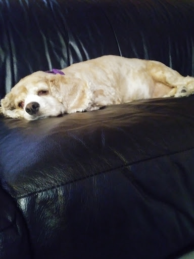 Pet Supply Store «PetSmart», reviews and photos, 1600 Marcus Ave, New Hyde Park, NY 11040, USA