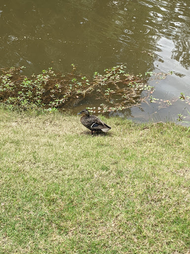 Attraction «Elvis Presley Birthplace», reviews and photos, 306 Elvis Presley Dr, Tupelo, MS 38801, USA