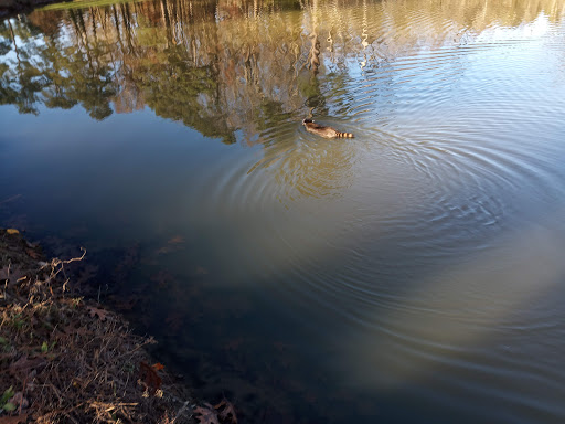 Golf Course «Southern Pines Golf Club», reviews and photos, 290 Country Club Cir, Southern Pines, NC 28387, USA
