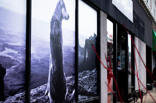 Pet Supply Store «Ruff Haus Pets», reviews and photos, 4652 N Rockwell St, Chicago, IL 60625, USA