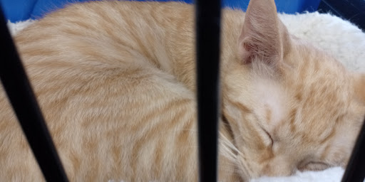 Pet Store «Pet Valu», reviews and photos, 2660 Egypt Rd, Norristown, PA 19403, USA