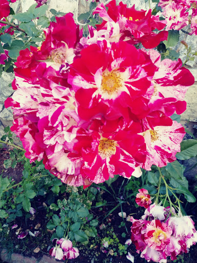 Park «Ruggles Park», reviews and photos, 756 Locust St, Fall River, MA 02720, USA