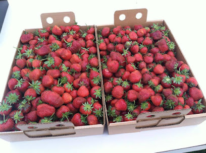 Hilltop Harvest Strawberry Farm