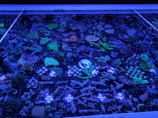 Tropical Fish Store «Reefwise», reviews and photos, 5401 Patton Dr #105, Lisle, IL 60532, USA